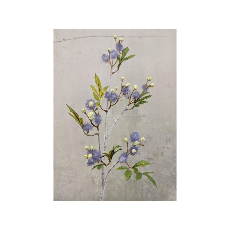 Blue Blackwood Wattle Acacia Melanoxylon Spray - 92cm
