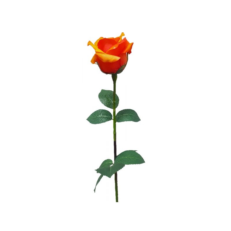 Orange Ecuador Rose - 67cm