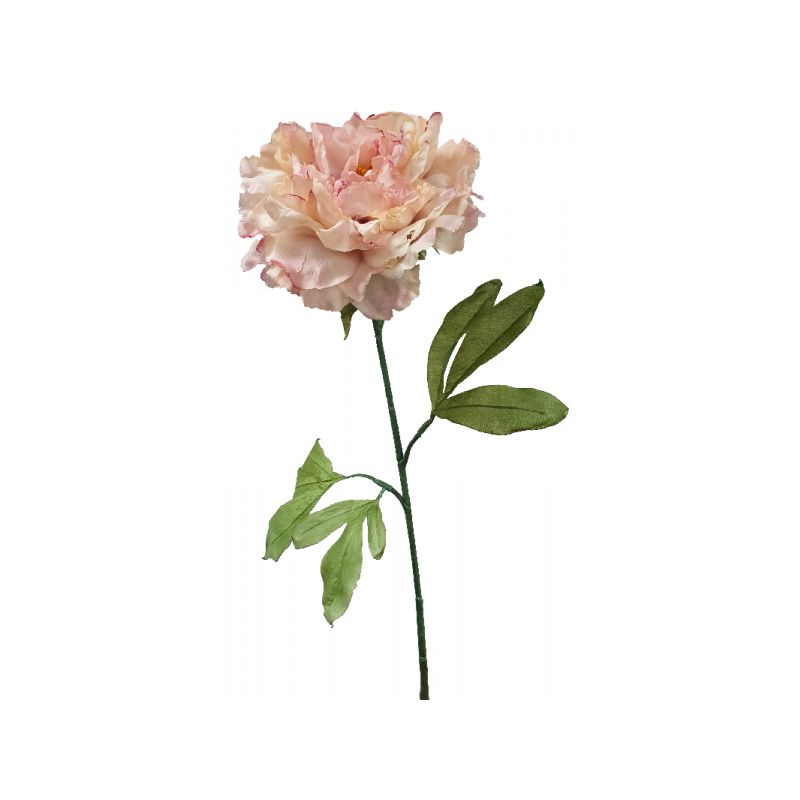 Light Pink Dried Peony Stem - 81cm