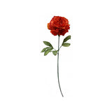 Load image into Gallery viewer, Orange Dried Peony Stem - 81cm
