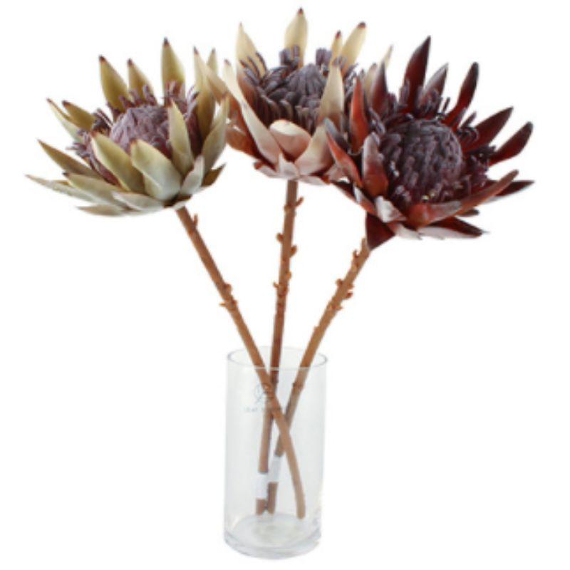 Dried Large King Protea - 53cm