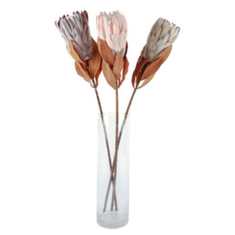 Dried XL Fire Protea - 76cm