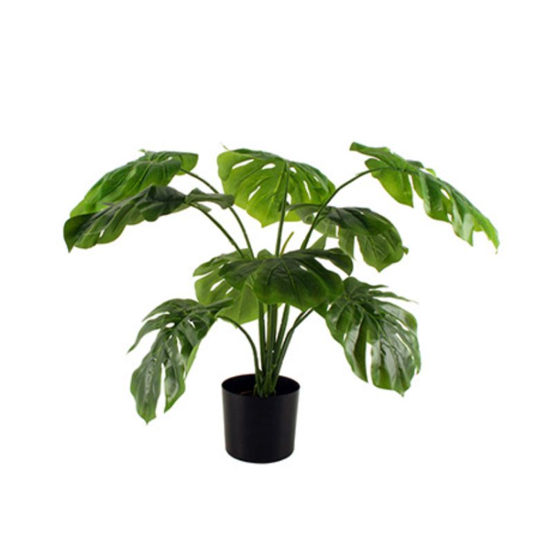 Potted Monstera Plant - 75cm