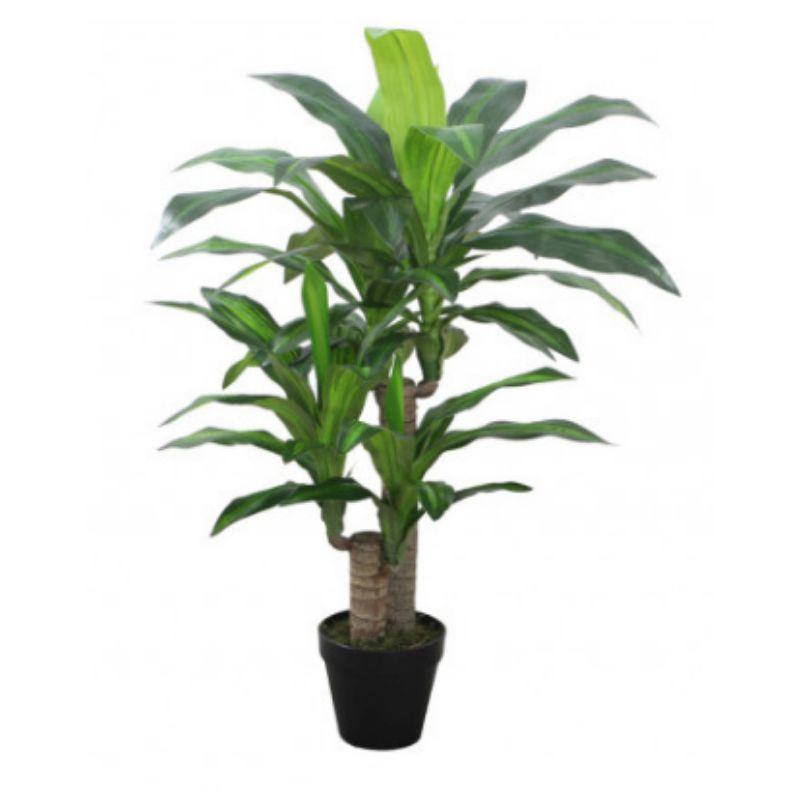 Dracaena Dragon Tree in Pot - 100cm