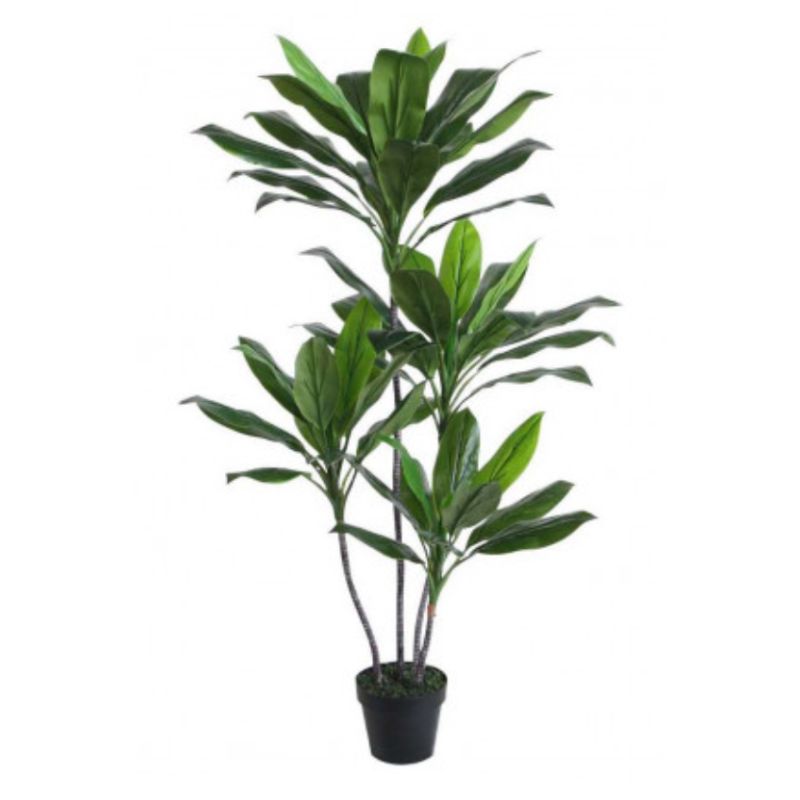 Potted Dracaena Dragon Tree - 125cm