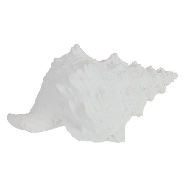 White Knobbed Whelk Shell - 19cm x 19cm