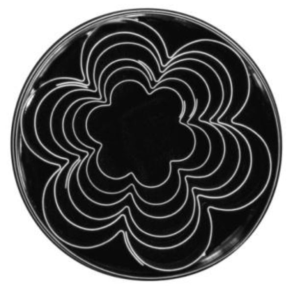 T/P Cutter Plain Petal