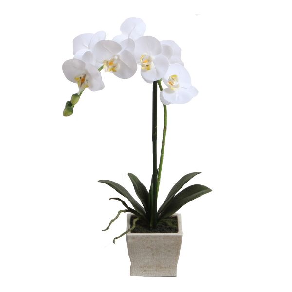 Phalaenopsis With Pot - 51cm