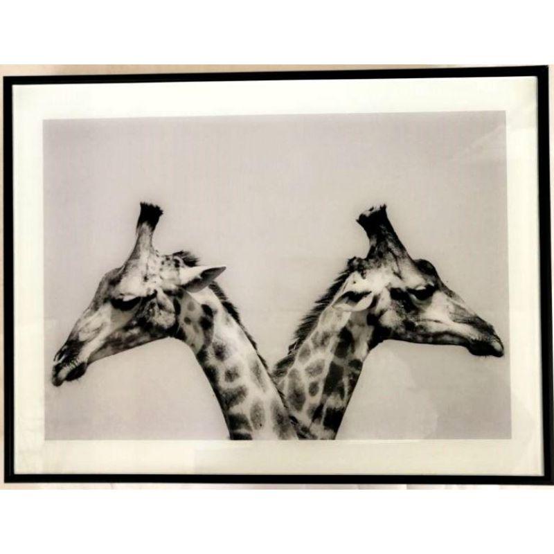 Giraffes Framed Print - 30cm x 40cm