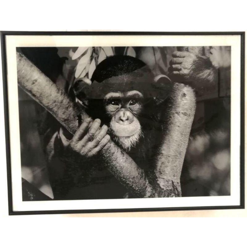 Chimpanzee Framed Print - 30cm x 40cm