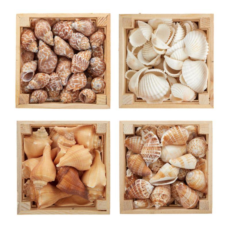 Seashells in Wood Box - 13cm x 13cm