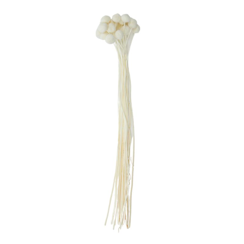 Ivory Billy Button Preserved Bunch - 60cm