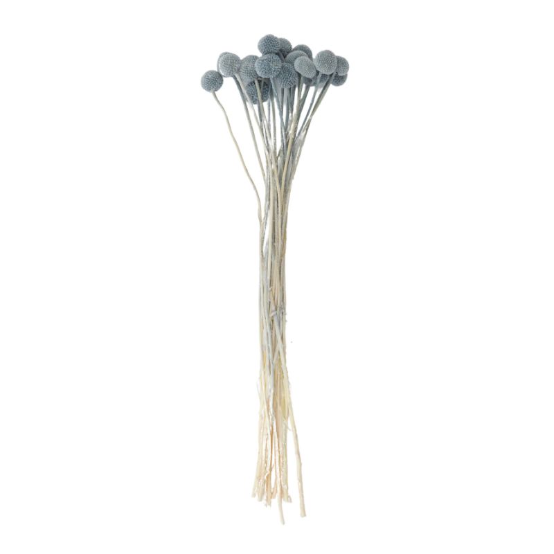 Grey Billy Button Preserved Bunch - 60cm