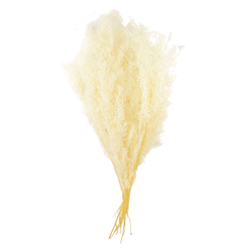White Asparagus Bundle Preserved - 50cm