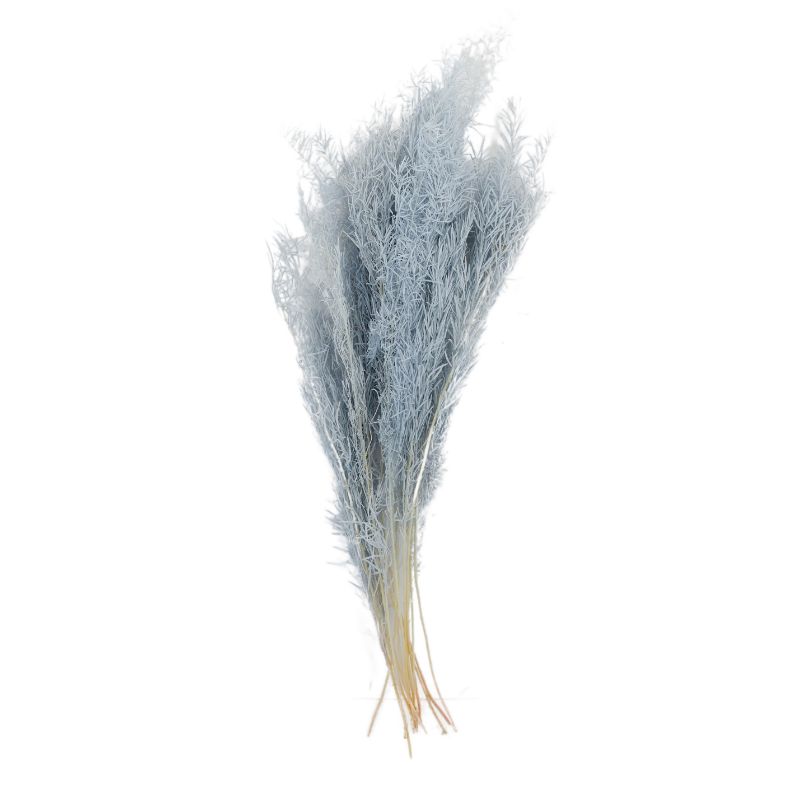 Grey Asparagus Bundle Preserved - 50cm