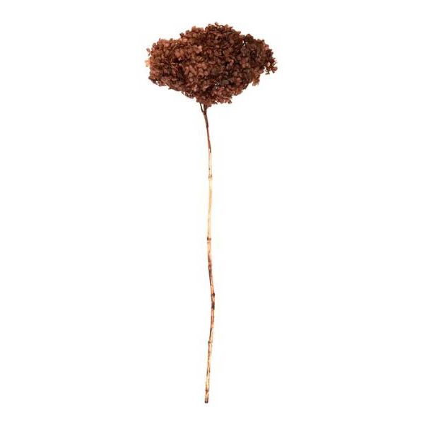 Rose Hydrangea Preserved - 50cm