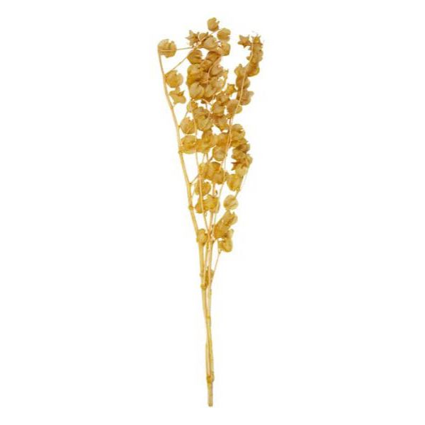 Mustard Lily Valley Preserved Bunch - 60cm