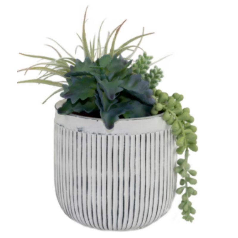 Succulent Melody in Striped Pot - 24cm