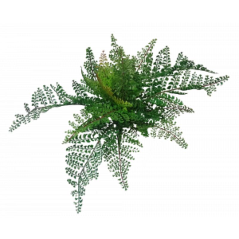 Green Lace Fern Bush - 33cm