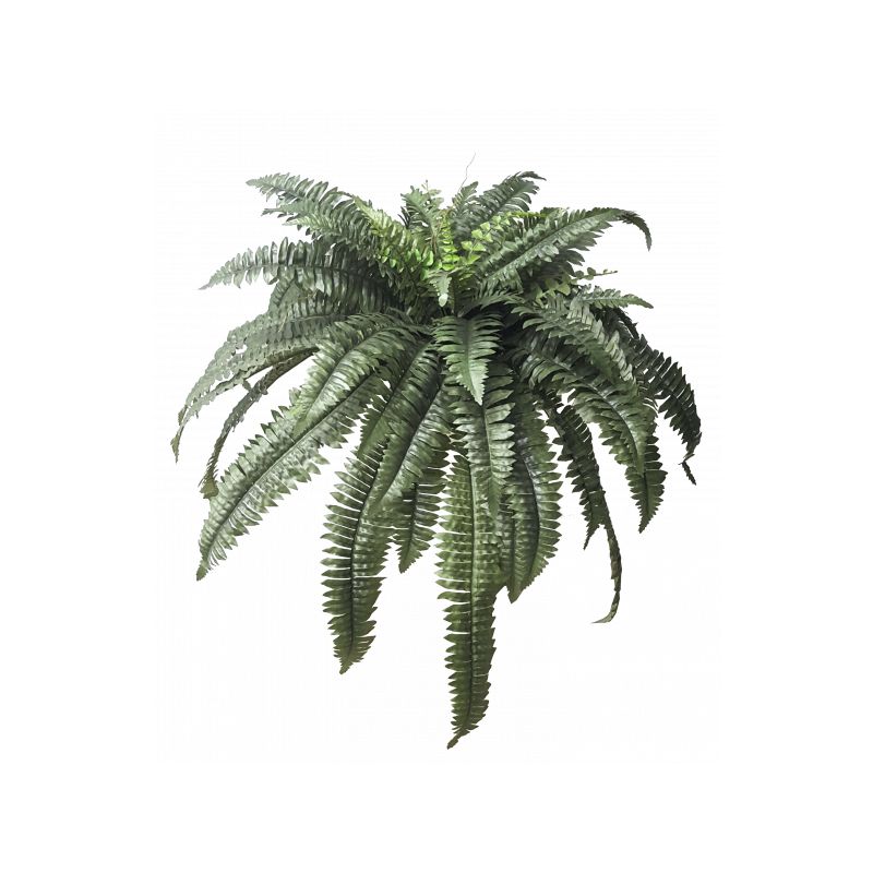 Green Boston Fern Bush x 5 - 100cm