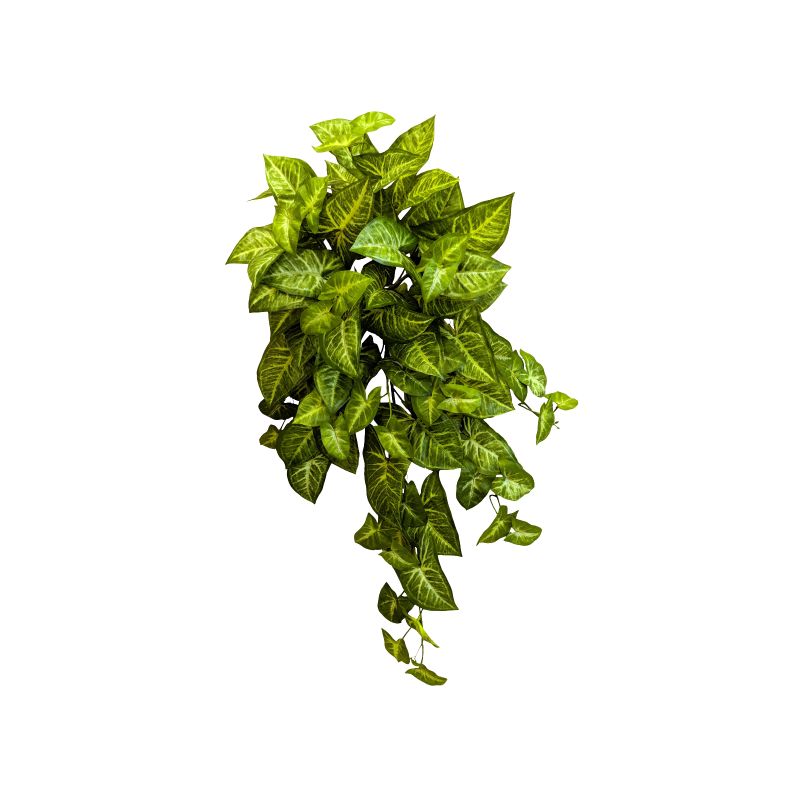 Hanging Green Syngonium Bush Vine x 9 - 75cm