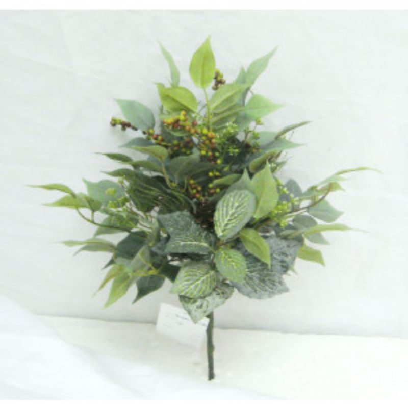 Ficus Fittonia Berry Bush - 37cm