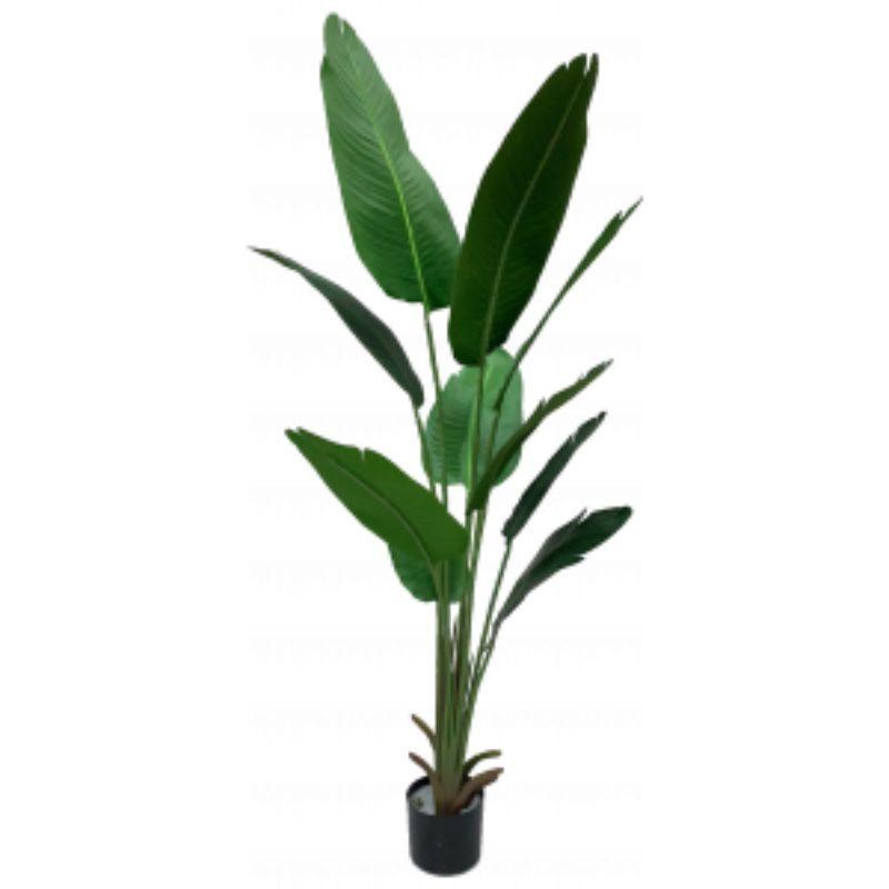 Green Banana Leaf in Pot - 162cm