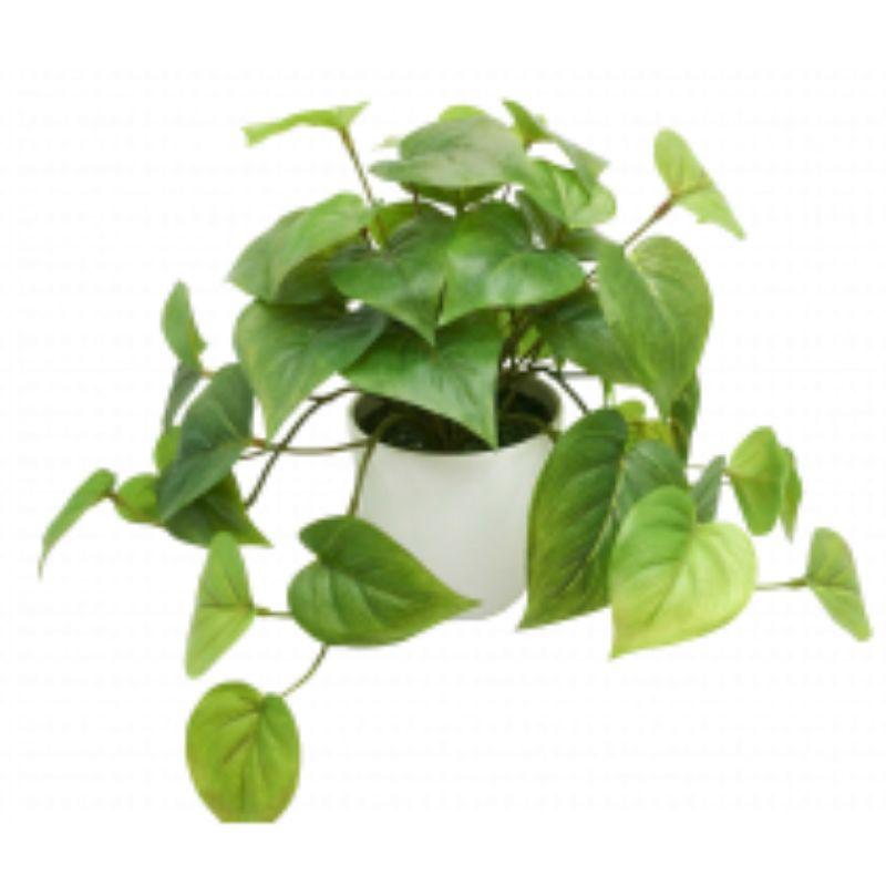 Hanging Philo Leaf Bush in White Pot - 35cm x 28cm