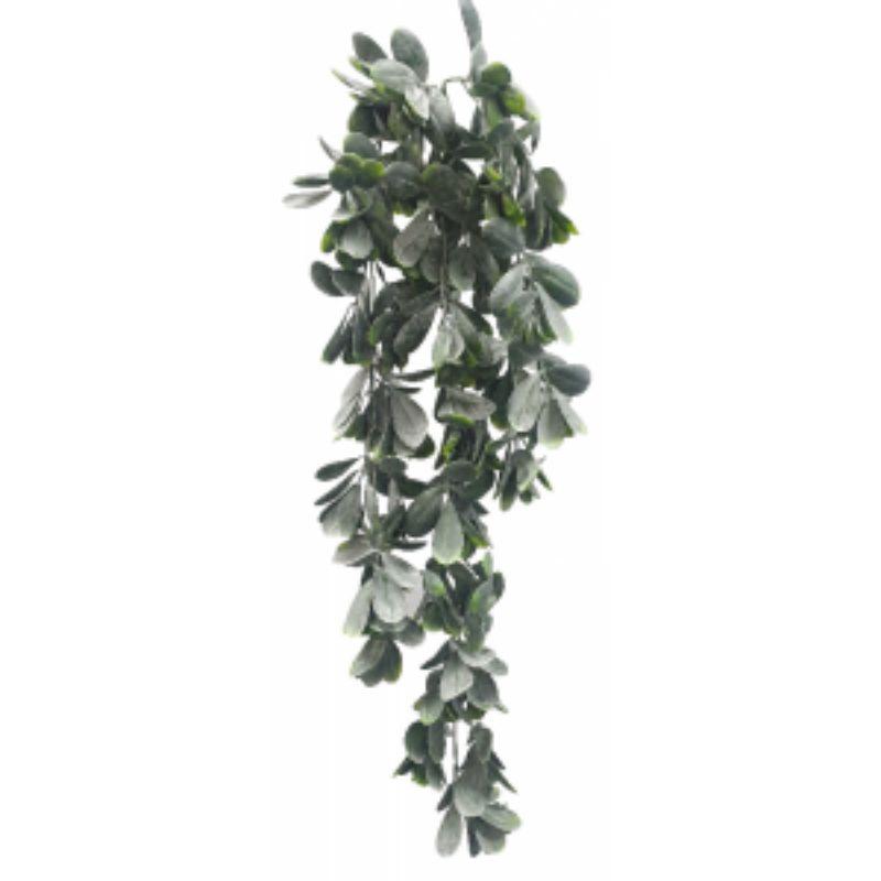 Hanging Jade Plant - 74cm