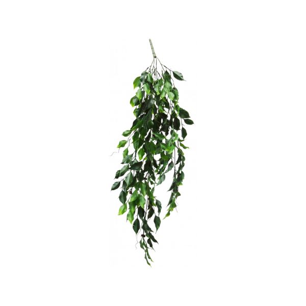 Green Ficus Hanging Vine - 78cm