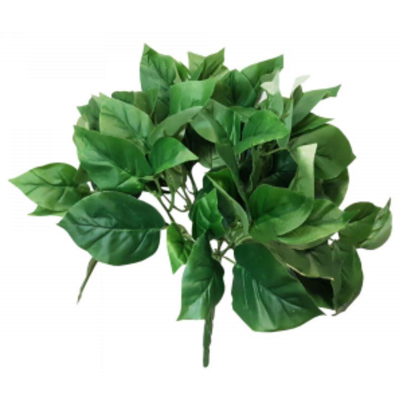 Green Pothos bush - 30cm
