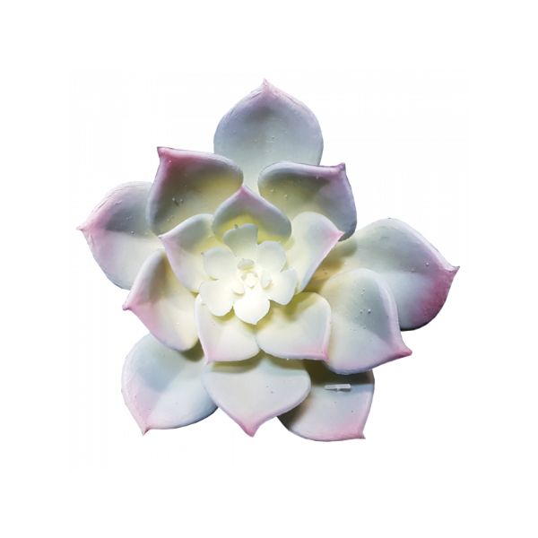 White Echeveria fimbriata Succulent - 11cm
