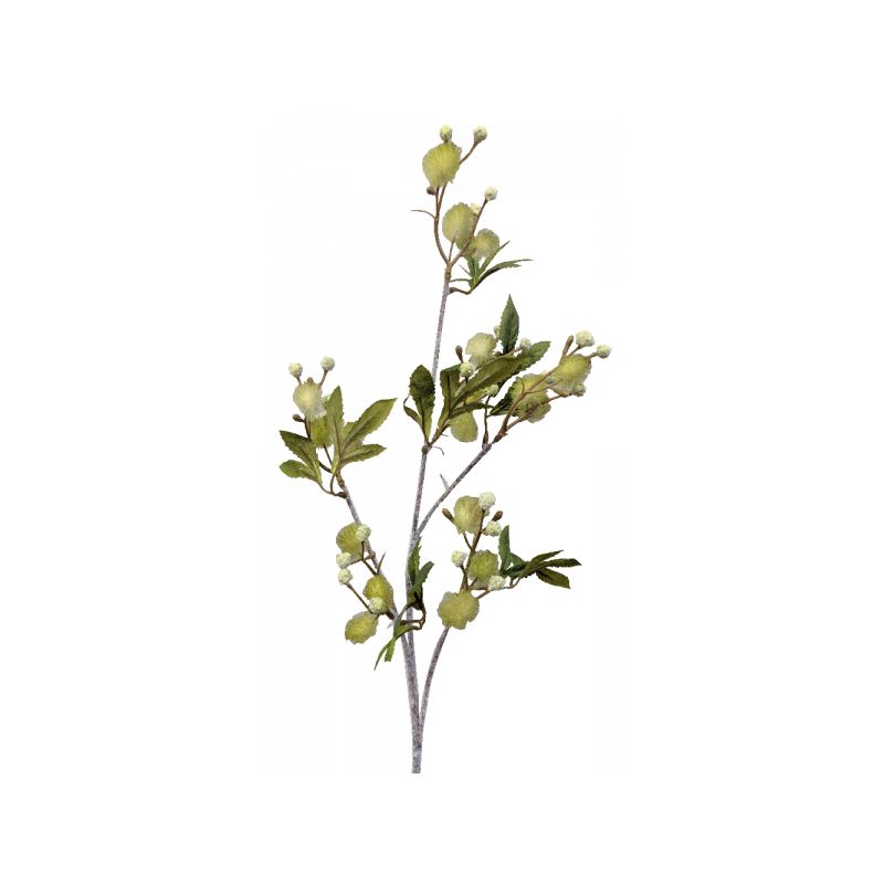 Green Blackwood Wattle Acacia melanoxylon - 92cm x 25cm