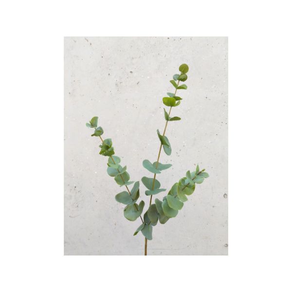 Green Spinning Gum Eucalyptus - 87cm