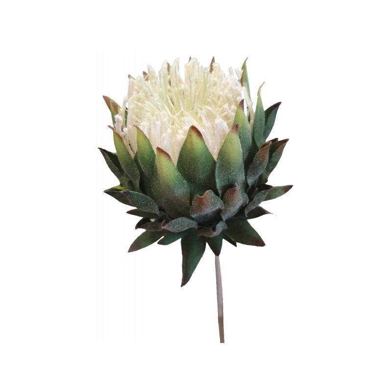 Array Protea Flower Stem - 60cm x 10cm