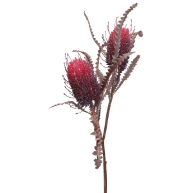 Red Banksia - 73cm