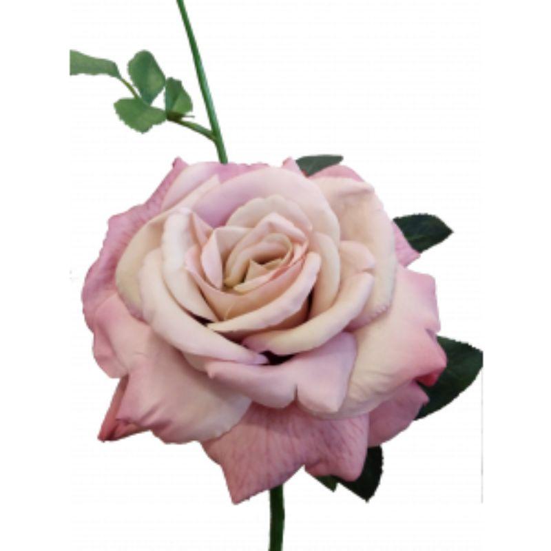 Antique Pink Quiannie Rose - 35cm
