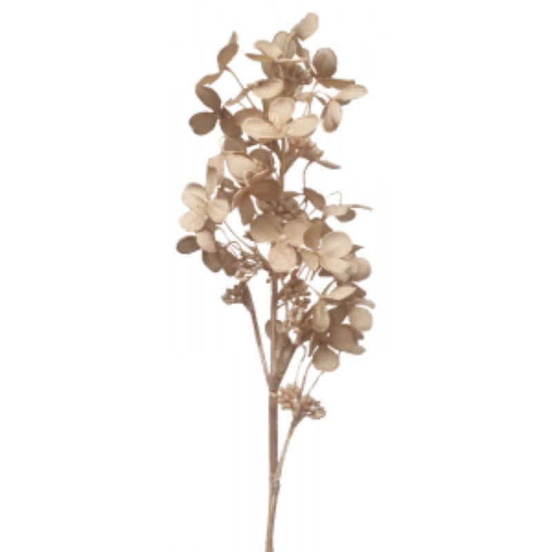 Light Brown Cone Hydrangea - 71cm