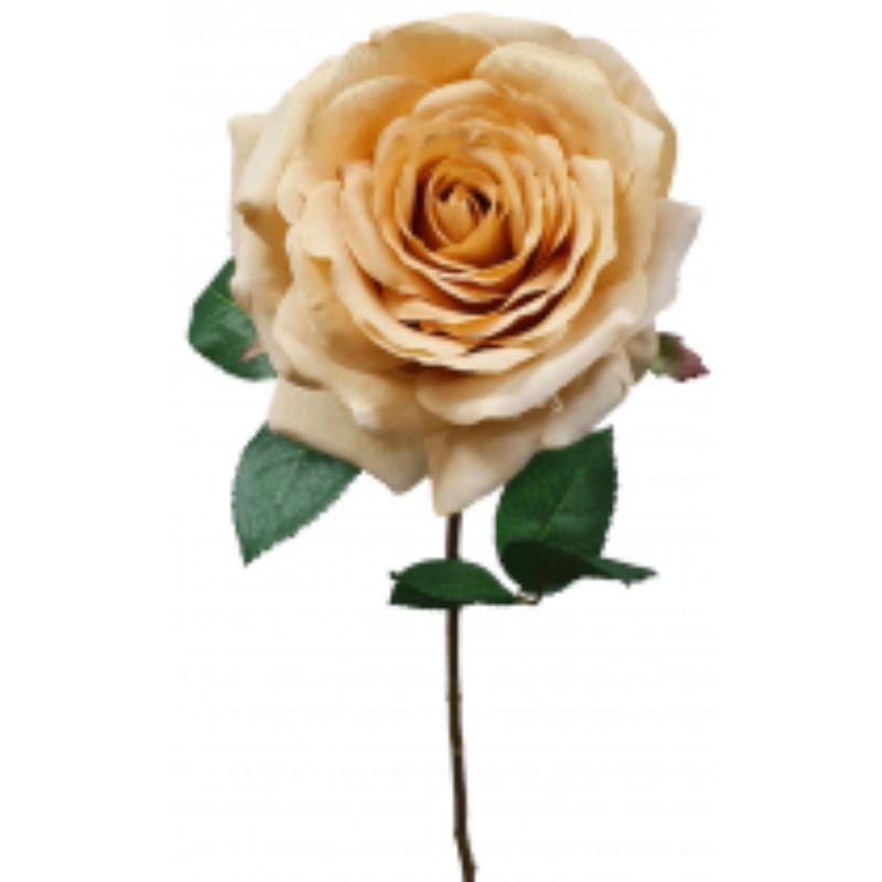 Cream Sienna Rose - 63cm