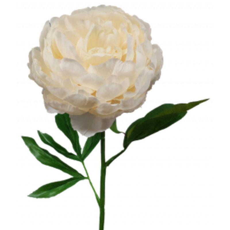 Cream Peony - 62cm