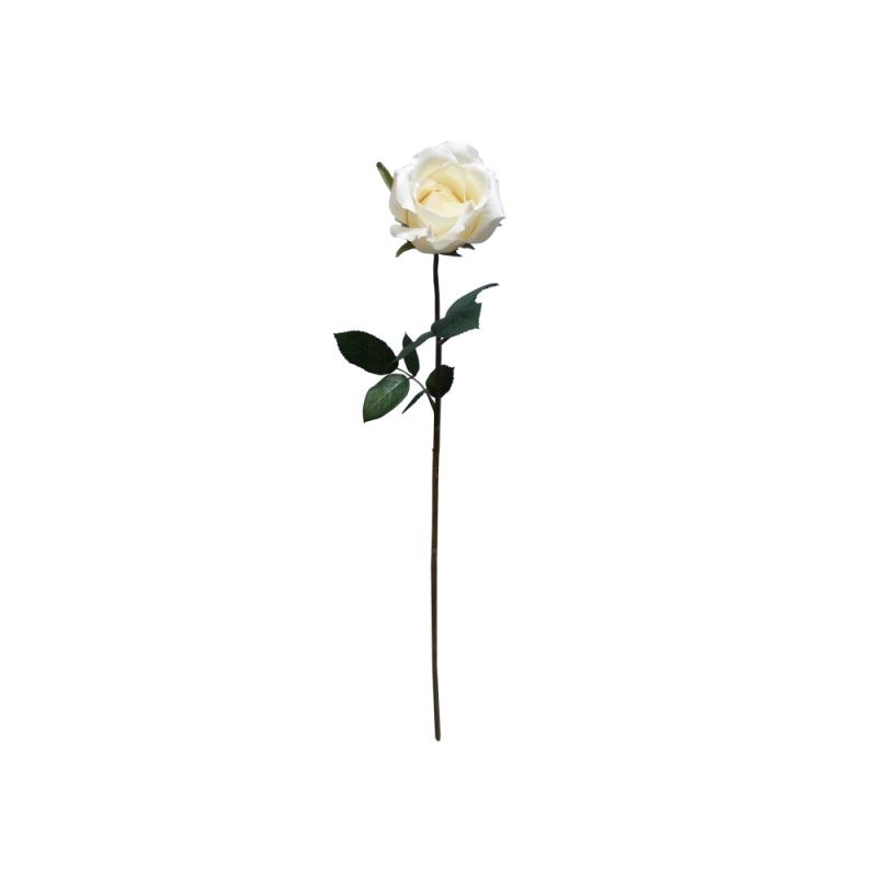 Cream Ecuador Rose - 67cm x 23cm