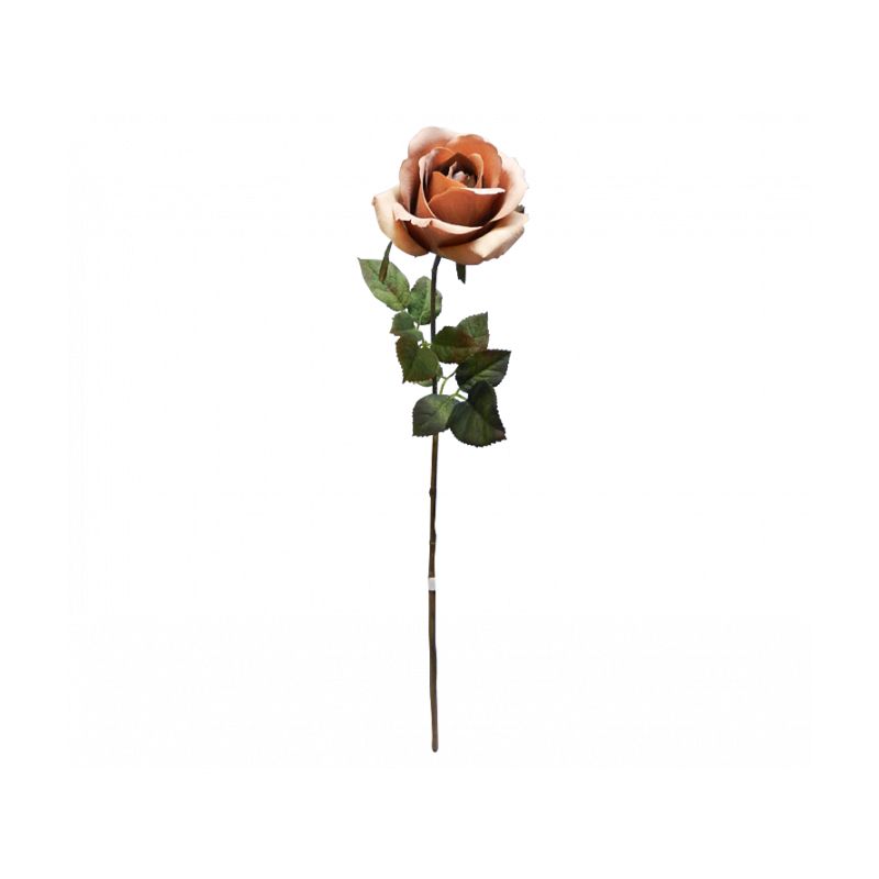 Earth Ecuador Rose - 67cm x 23cm