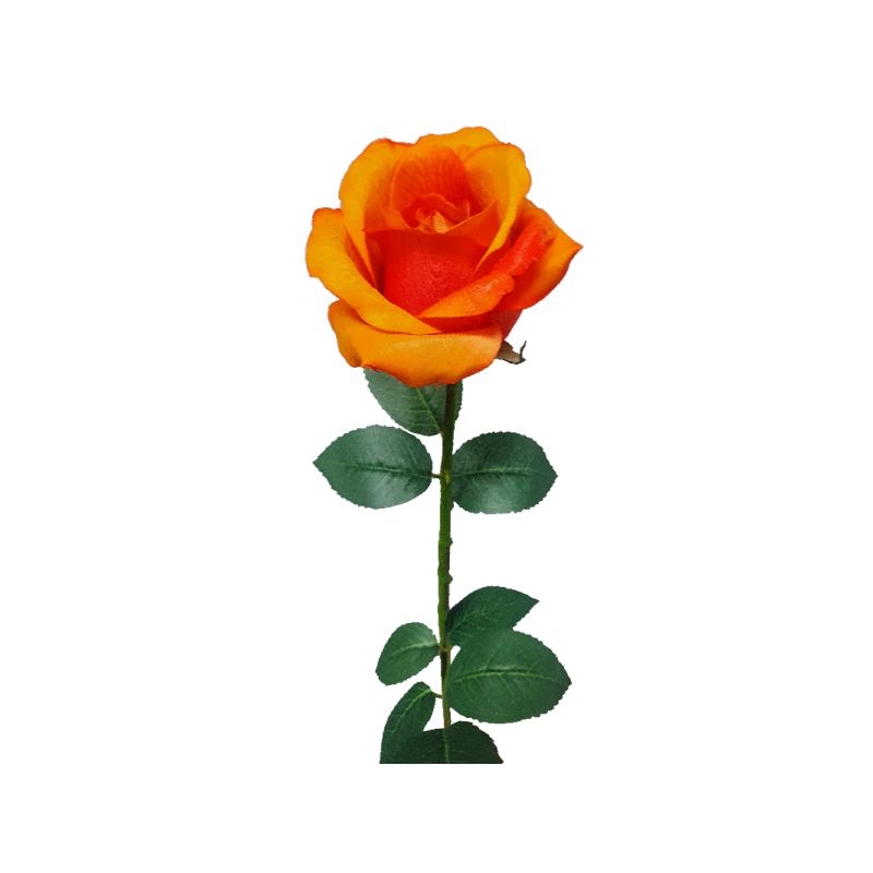 Orange Ecuador Rose - 67cm