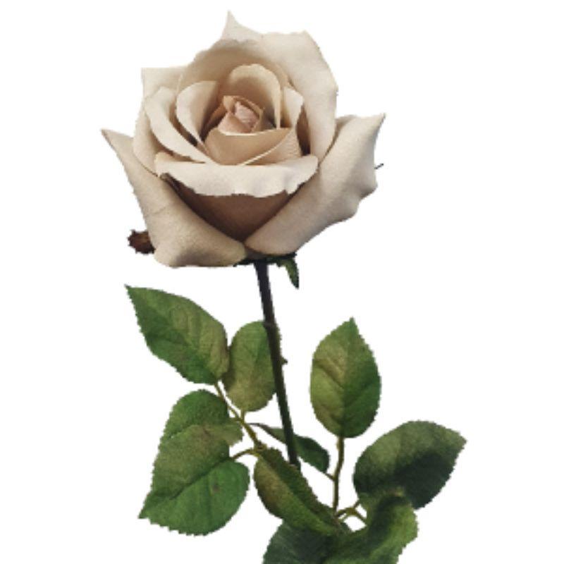 Natural Ecuador Rose - 67cm