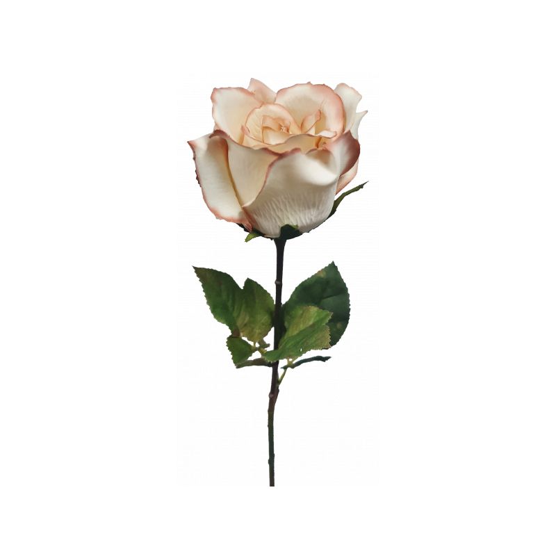 Cream Latte Long Stem Rose - 67cm x 23cm