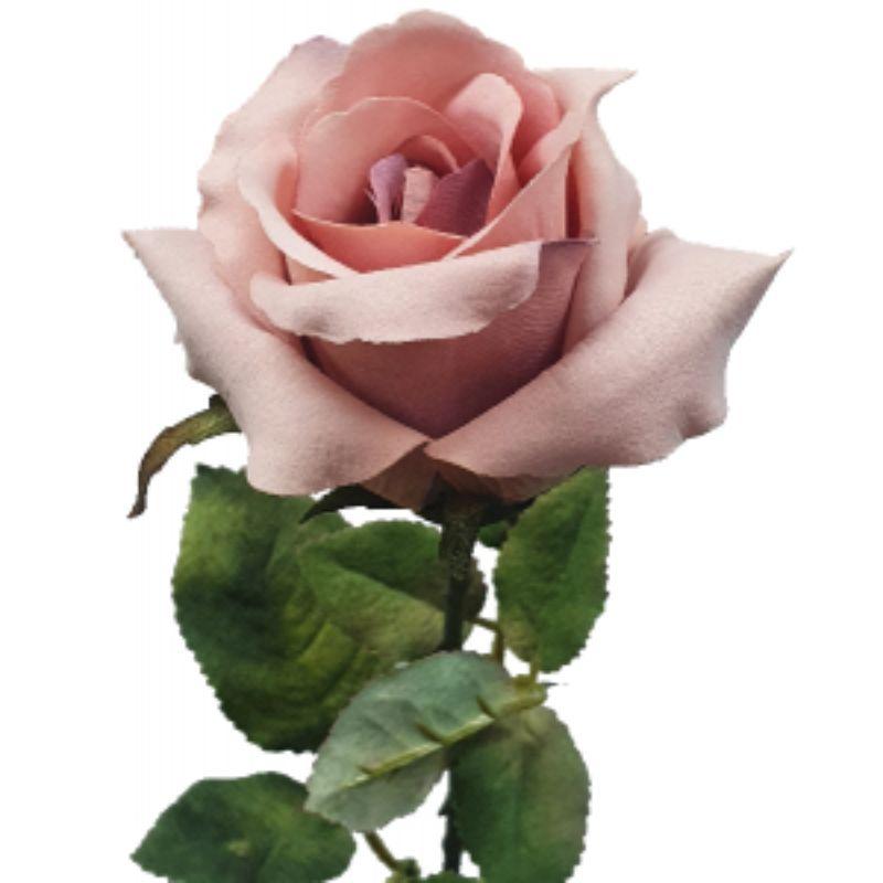 Pale Pink Ecuador Rose - 67cm