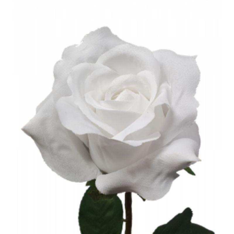 White Ecuador Rose 1 - 67cm