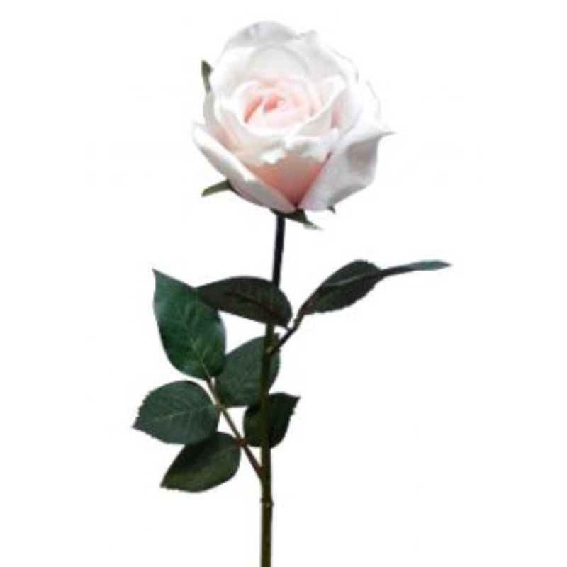 Light Pink Ecuadorian Rose - 67cm x 23cm