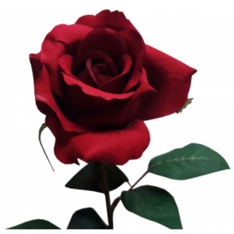 Red Ecuador Rose - 67cm