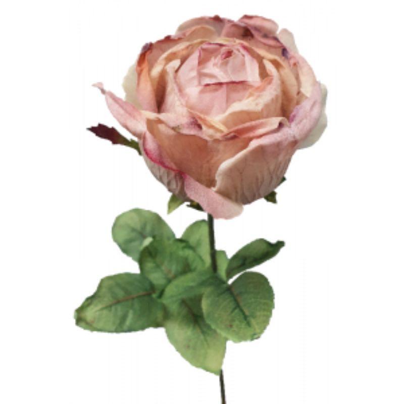 Light Pink Dried Rose - 20cm x 71cm